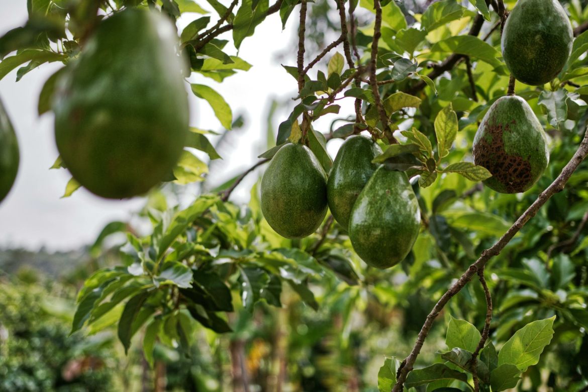 Plantation d'avocats