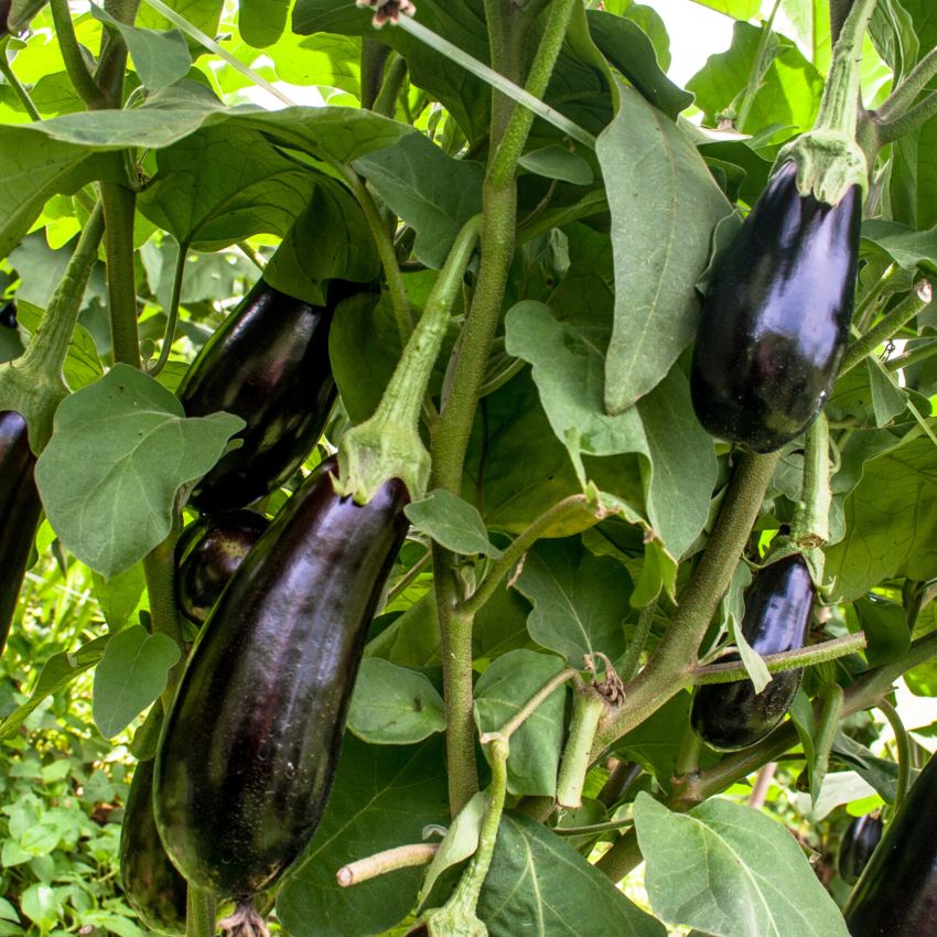 Aubergines